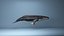 hump whale rigged 3D