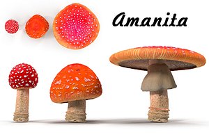 Amanita