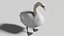 3D model Realistic swan OBJ