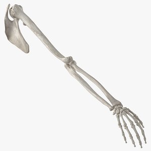 Real Human Arm Scapula and Clavicle Bones Anatomy White 01