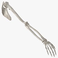 Real Human Arm Scapula and Clavicle Bones Anatomy White 01