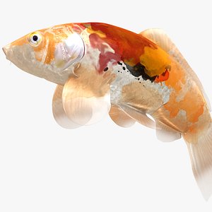 Japanese Carp Fish Rigged L1736 3D model