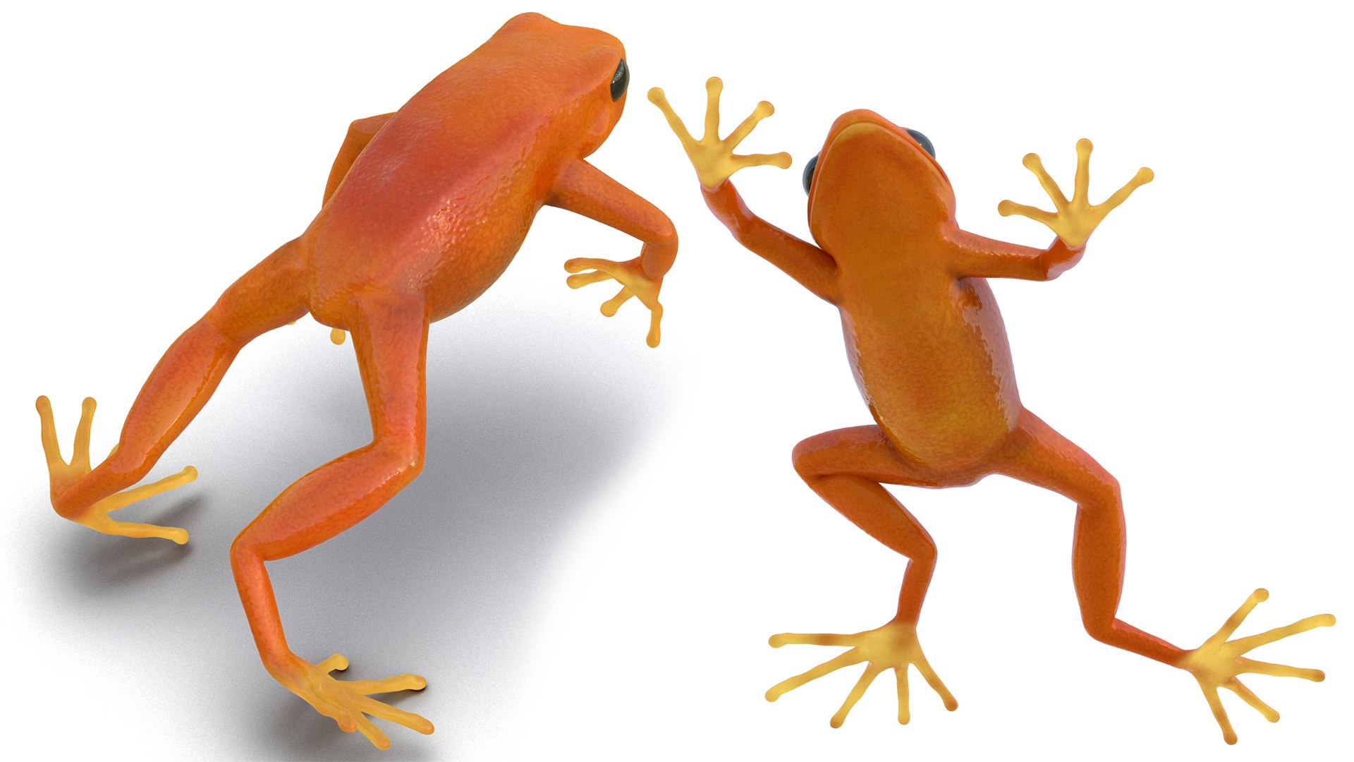 3D model Realistic Tropical Mantella Frog Rigged for Maya https://p.turbosquid.com/ts-thumb/AX/HkSy3t/jA/realistic_tropical_mantella_frog_rigged_011/jpg/1750833517/1920x1080/fit_q87/fb5717f4000e9da6d05f2b968f98242fb607fefa/realistic_tropical_mantella_frog_rigged_011.jpg