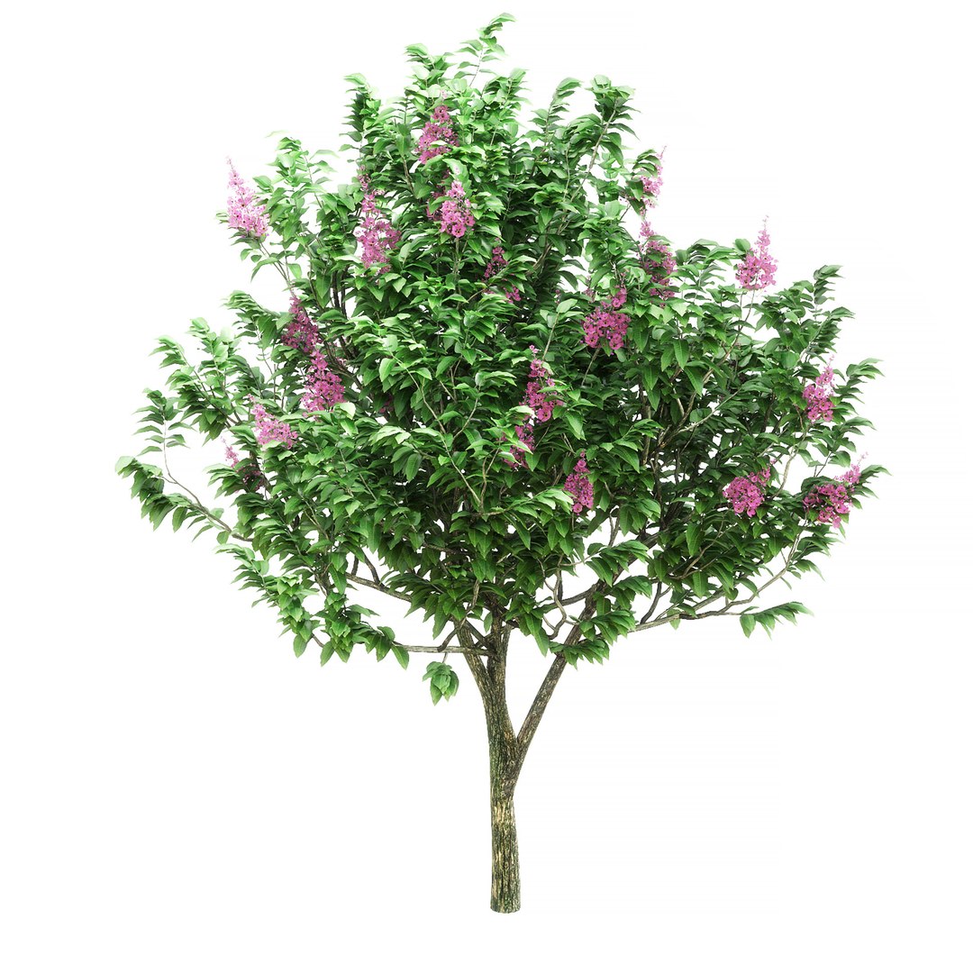 Banaba Young 2 3D Model - TurboSquid 1702933