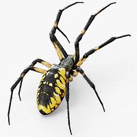 Black and Yellow Garden Spider Fur Model