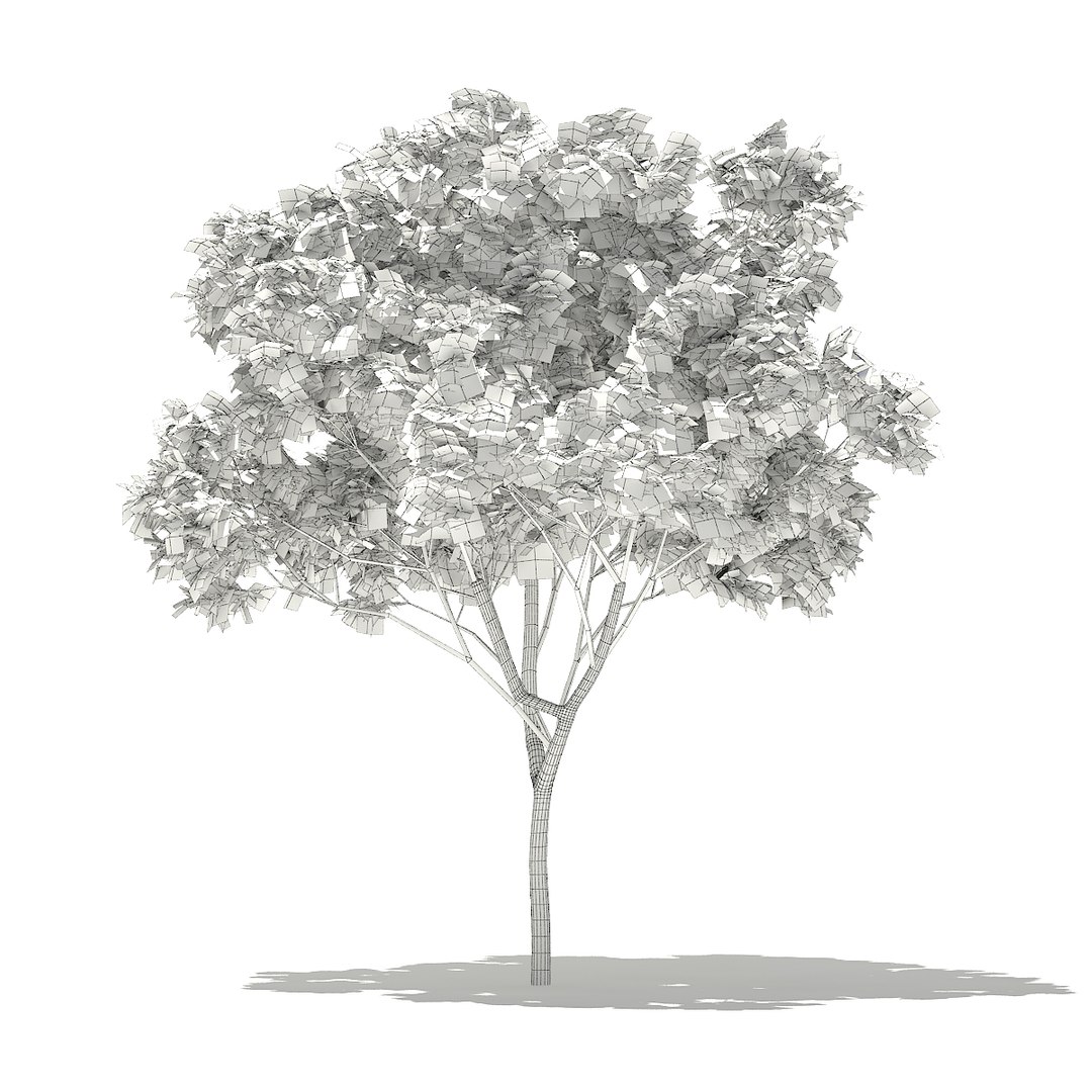 3D norway maple tree acer model https://p.turbosquid.com/ts-thumb/AX/vdXIyn/EnjH8gcu/cgaxis_models_76_21agrid/jpg/1499368827/1920x1080/fit_q87/5dcbf72c39d567a417721520fd4348f8cf993e94/cgaxis_models_76_21agrid.jpg