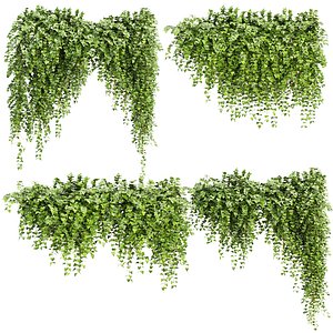 3D Ivy Hedera Helix Collection V12