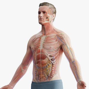 Complete Human Male Anatomy Set