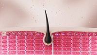 Hair follicle    epidermal