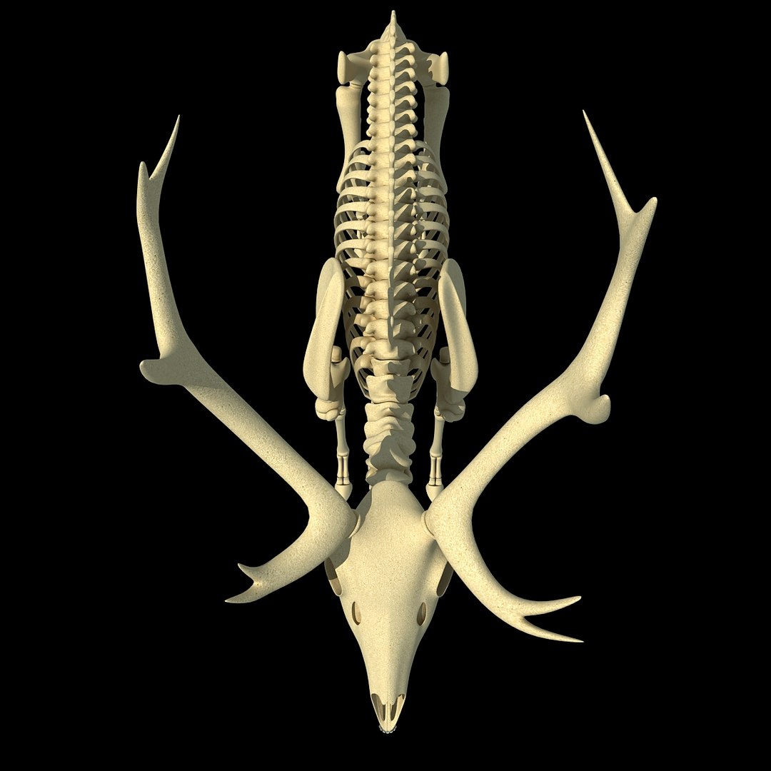 max deer skeleton https://p.turbosquid.com/ts-thumb/AY/GucNNN/7Ar91eSH/deer0008/jpg/1365757863/1920x1080/fit_q87/3925c15022c5972f3ce1234cfeef512af718d656/deer0008.jpg
