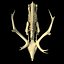 Deer Skeleton