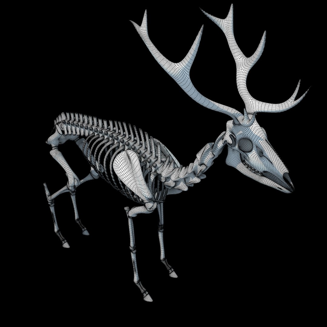 max deer skeleton https://p.turbosquid.com/ts-thumb/AY/GucNNN/BZYAwfZJ/wire0006/jpg/1365758152/1920x1080/fit_q87/4b07d5a433e5269702b3ce0e9dc16739f6b2e5cf/wire0006.jpg