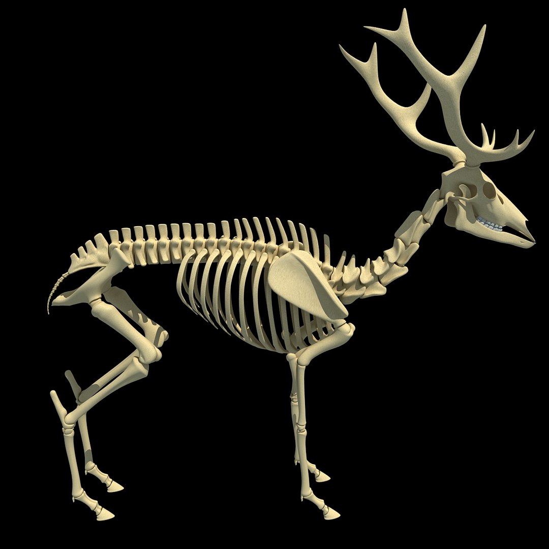 max deer skeleton https://p.turbosquid.com/ts-thumb/AY/GucNNN/FemHWyPn/deer0005/jpg/1365757863/1920x1080/fit_q87/ccf0c14379e4794a401f68774cf087dcc7b7161c/deer0005.jpg