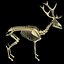 Deer Skeleton