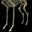 Deer Skeleton