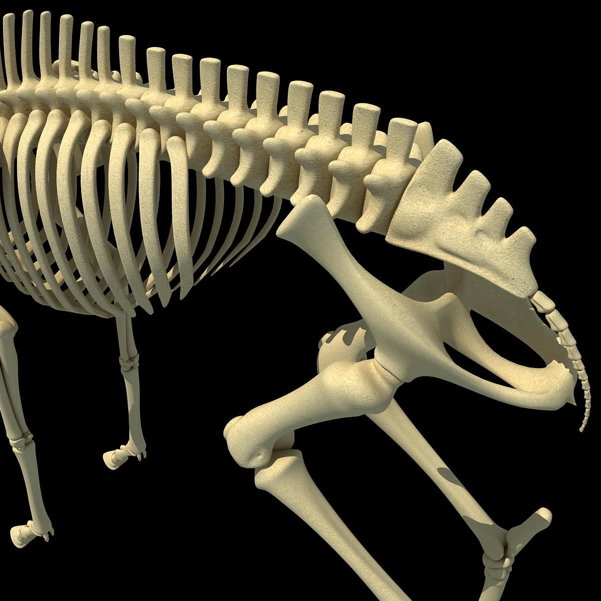 max deer skeleton