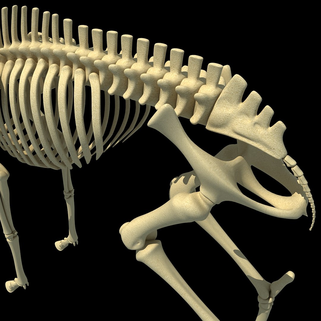 max deer skeleton https://p.turbosquid.com/ts-thumb/AY/GucNNN/IEHNbZKF/deer0013/jpg/1365757864/1920x1080/fit_q87/d8c69890f405b3397e6a282fe7a588430720ea43/deer0013.jpg