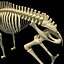 Deer Skeleton