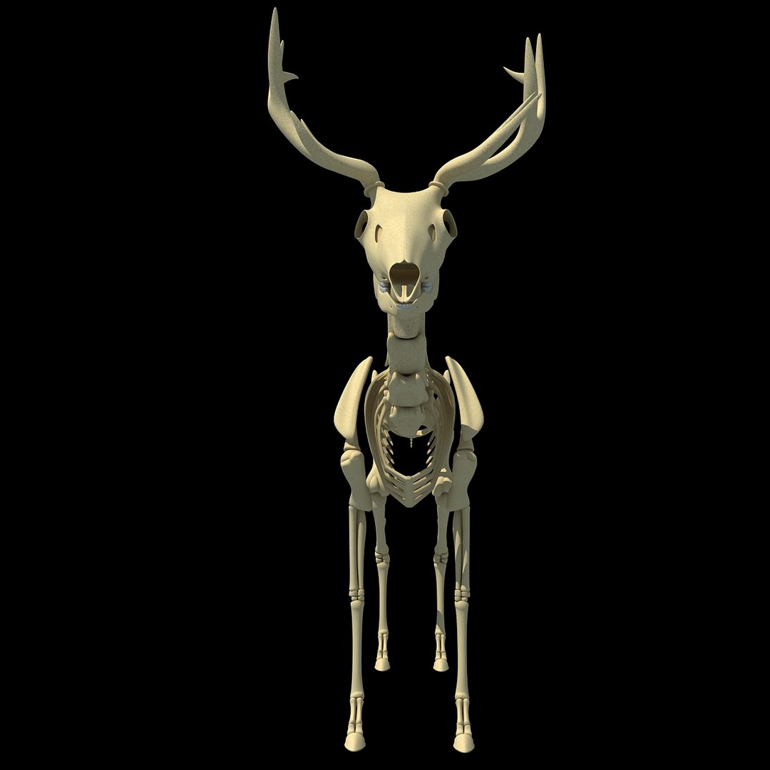 max deer skeleton https://p.turbosquid.com/ts-thumb/AY/GucNNN/IxL4741z/deer0007/jpg/1365757863/1920x1080/fit_q87/67bc2e1b6c19fbe6ee72a07b5252bda240d074d2/deer0007.jpg