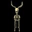 Deer Skeleton