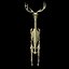 Deer Skeleton