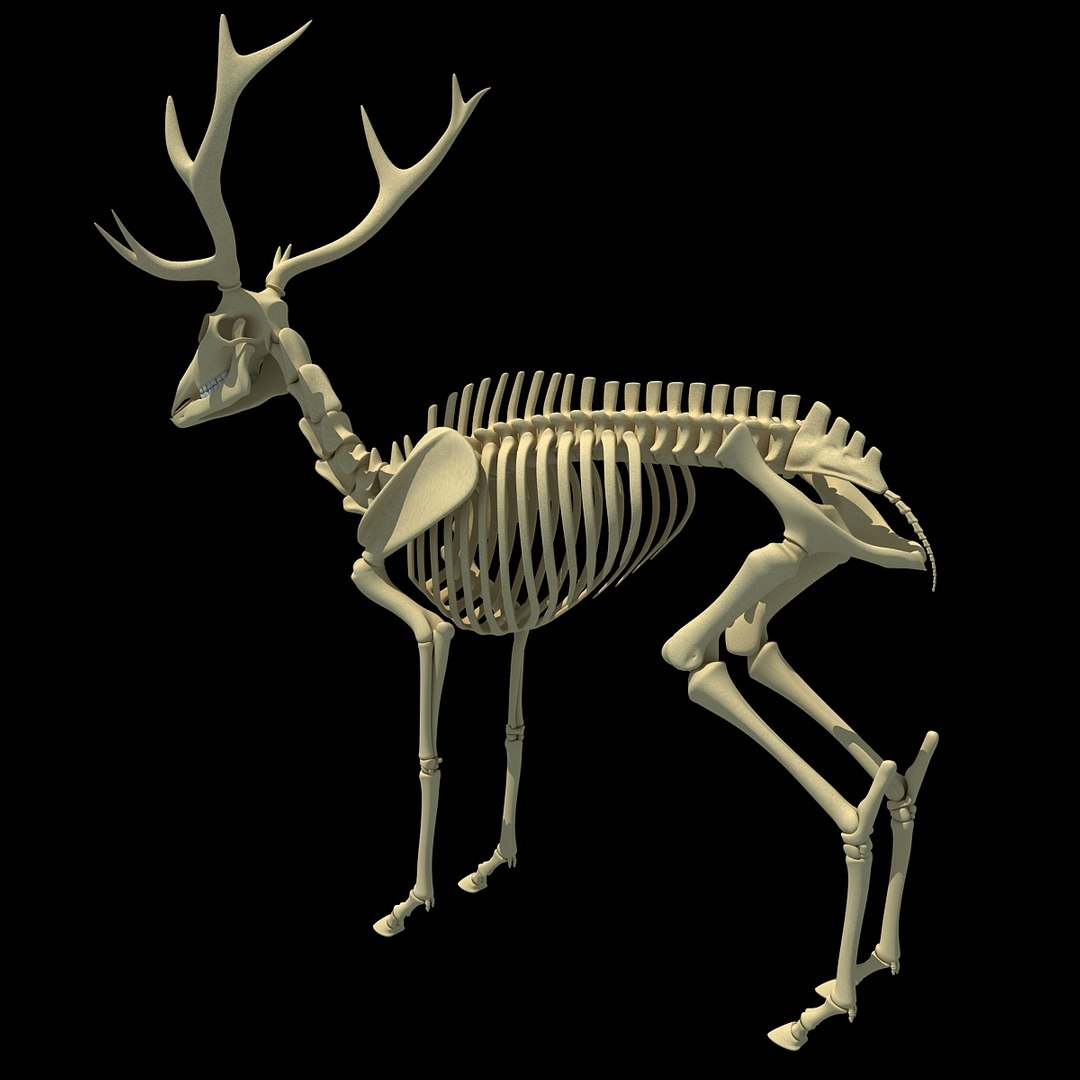 max deer skeleton https://p.turbosquid.com/ts-thumb/AY/GucNNN/S3UZH9vn/deer0002/jpg/1365757863/1920x1080/fit_q87/bccfc4445bbf0179f74ad06cc8b844fd801fd8c7/deer0002.jpg
