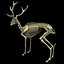 Deer Skeleton