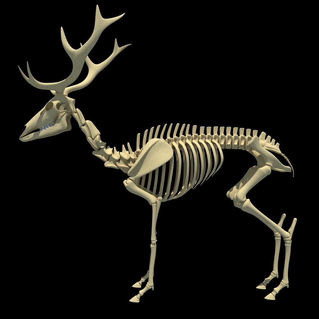 max deer skeleton https://p.turbosquid.com/ts-thumb/AY/GucNNN/UlGDsxEM/deer0001/jpg/1365757863/1920x1080/fit_q87/62a454ef1be1073ae022a540406d41ac1cbf6dc5/deer0001.jpg