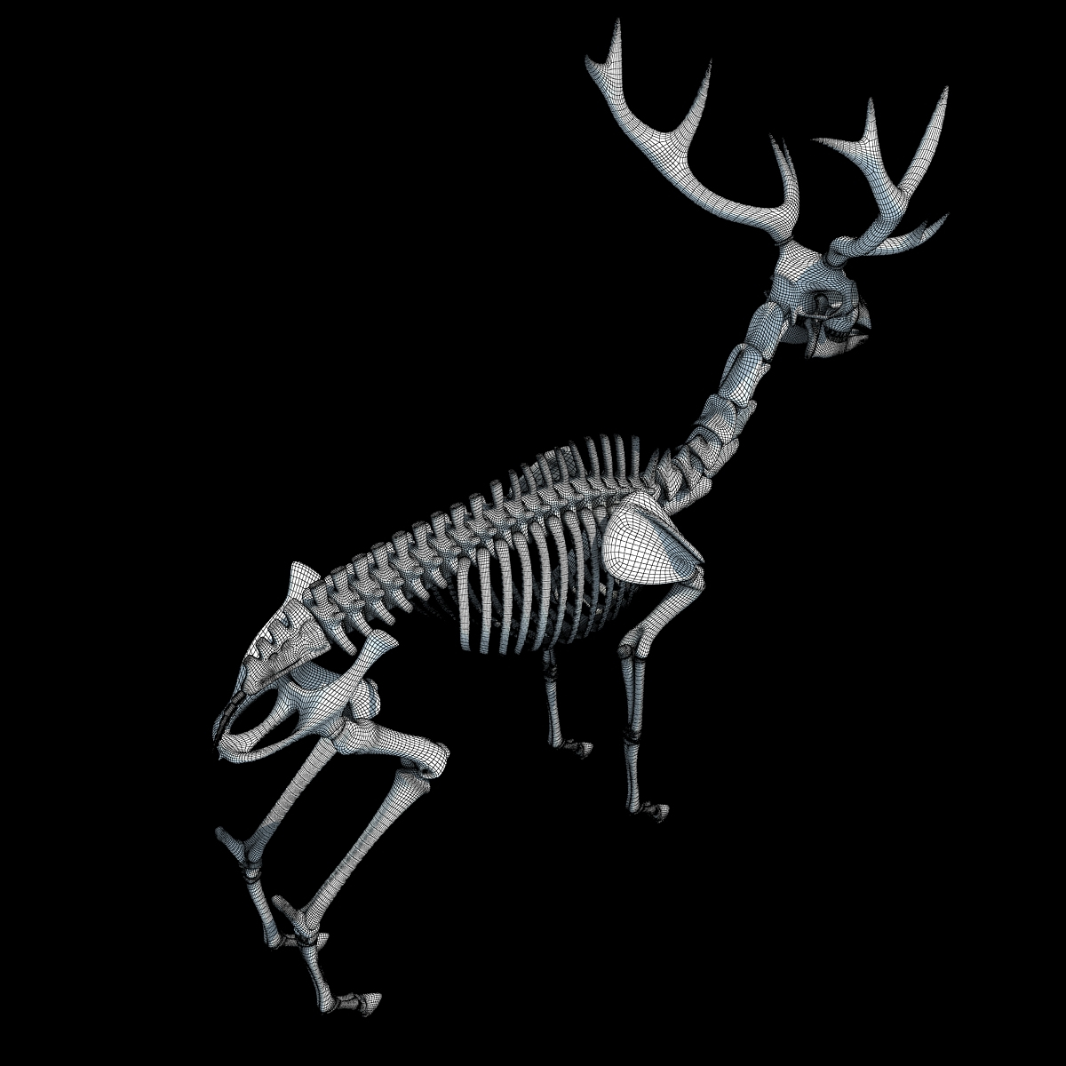 max deer skeleton