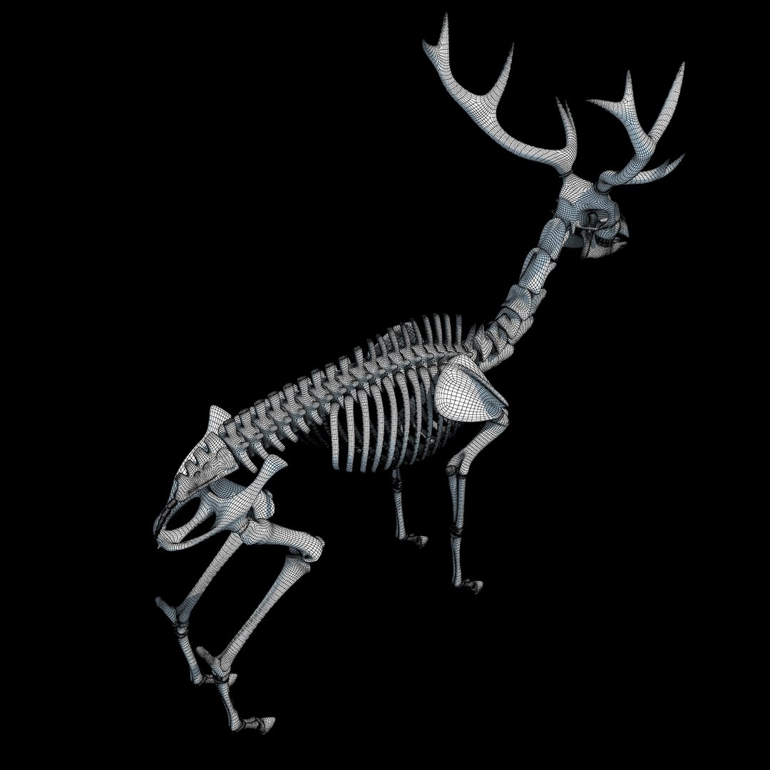 max deer skeleton https://p.turbosquid.com/ts-thumb/AY/GucNNN/grrxMy9U/wire0004/jpg/1365758152/1920x1080/fit_q87/abfc449689ecbe2a952ba79a73a7df91634e6791/wire0004.jpg