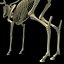 Deer Skeleton