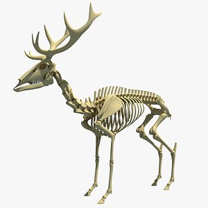 max deer skeleton