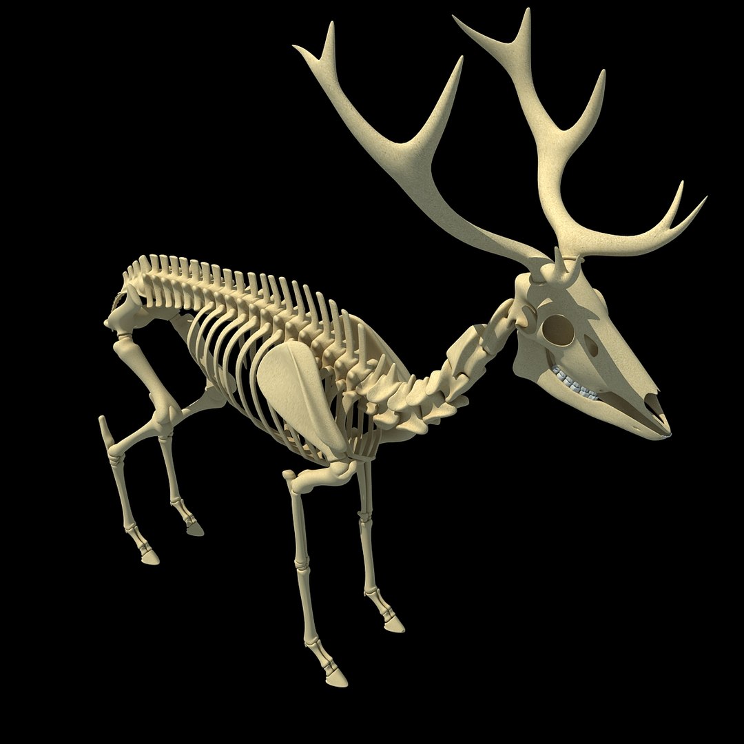 max deer skeleton https://p.turbosquid.com/ts-thumb/AY/GucNNN/nz7zWhu2/deer0006/jpg/1365757863/1920x1080/fit_q87/ca962a3e5fe125dfe12c4db8fc749b4ebaf75292/deer0006.jpg