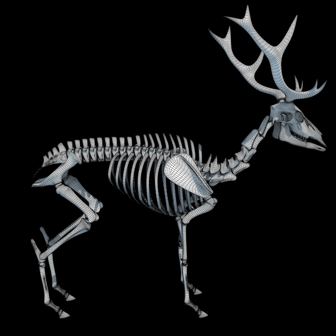 max deer skeleton https://p.turbosquid.com/ts-thumb/AY/GucNNN/oM8WICYV/wire0005/jpg/1365758152/1920x1080/fit_q87/3efa8f1132f6269e61f5f7e33e94d34d28c2bd31/wire0005.jpg