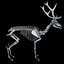Deer Skeleton