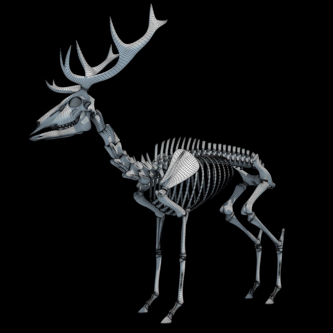 max deer skeleton https://p.turbosquid.com/ts-thumb/AY/GucNNN/qomPVjMA/wire0000/jpg/1365757864/1920x1080/fit_q87/f02d0cdd5f8a31af1c460f2e57e4145eaff21a07/wire0000.jpg