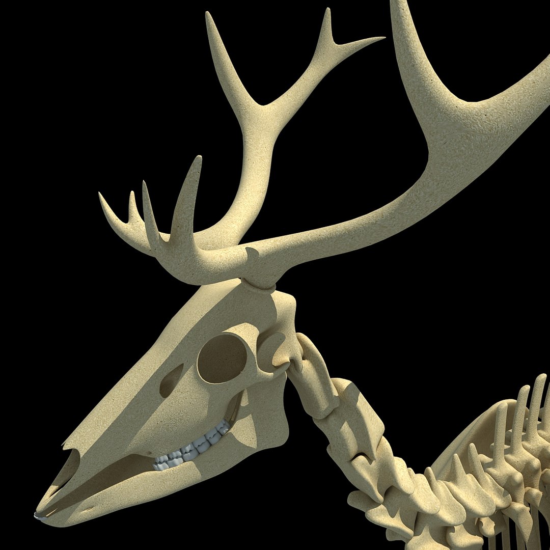 max deer skeleton https://p.turbosquid.com/ts-thumb/AY/GucNNN/rl3ThEDf/deer0009/jpg/1365757863/1920x1080/fit_q87/0550d0df97fd02cb6a81af96c12fa9a257057001/deer0009.jpg