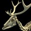 Deer Skeleton