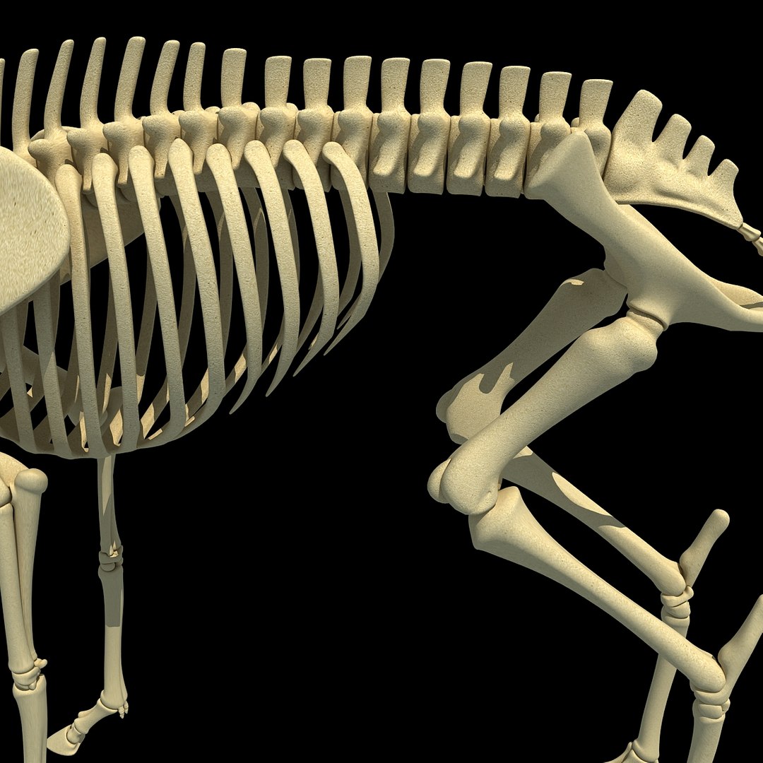 max deer skeleton https://p.turbosquid.com/ts-thumb/AY/GucNNN/uhFZwPR6/deer0012/jpg/1365757864/1920x1080/fit_q87/9739ae7afb548de6cb0ff702869b58dbf65b3549/deer0012.jpg