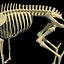 Deer Skeleton