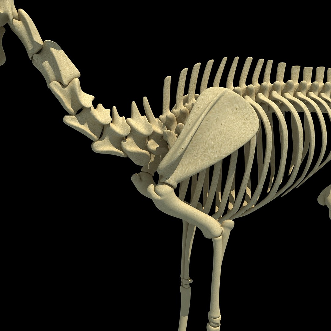 max deer skeleton https://p.turbosquid.com/ts-thumb/AY/GucNNN/wkF4u9AN/deer0010/jpg/1365757863/1920x1080/fit_q87/97cd62f20f8c0a84e27994d5adaf9bc7ecd685dd/deer0010.jpg