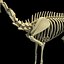 Deer Skeleton