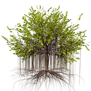 High-Detail Fig Tree 3D Model 3D