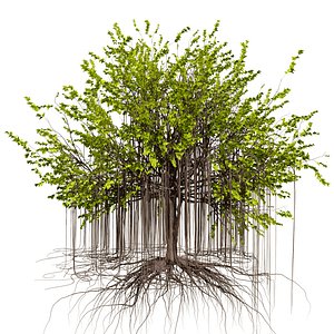 High-Detail Fig Tree