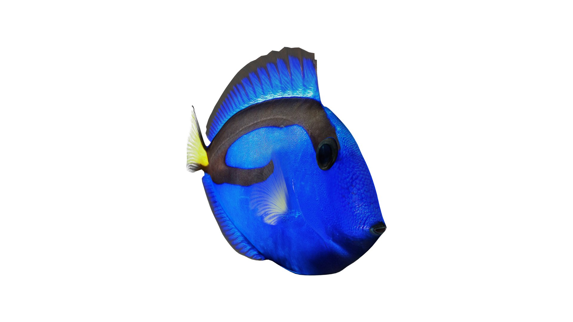 Realistic Fish Blue Tang Model - TurboSquid 1599320