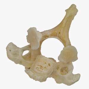 3D model pavian monkey male cervical