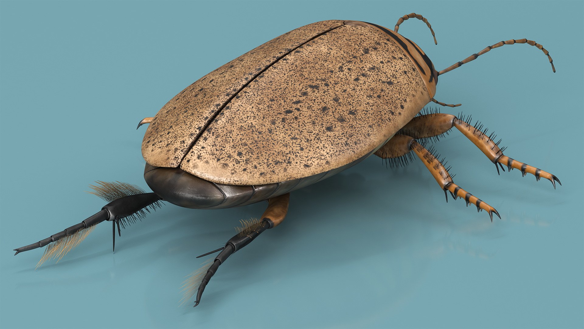 Insect Water Beetle Beige Rigged for Cinema 4D 3D https://p.turbosquid.com/ts-thumb/AY/VxUIoC/Nt/insect_water_beetle_beige_rigged_010/jpg/1732637022/1920x1080/fit_q87/223b5791db6438f3aba04ed22ee74c58f5745200/insect_water_beetle_beige_rigged_010.jpg