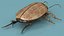 Insect Water Beetle Beige Rigged for Cinema 4D