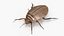 Insect Water Beetle Beige Rigged for Cinema 4D