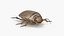 Insect Water Beetle Beige Rigged for Cinema 4D 3D